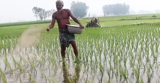 নওগাঁয় কৃত্রিম সংকট দেখিয়ে বেশি দামে সার বিক্রির অভিযোগ, বিপাকে কৃষকরা